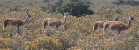 10pata12wildlife002-crop 10pata12wildlife002-crop