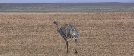 10pata12wildlife018-crop 10pata12wildlife018-crop