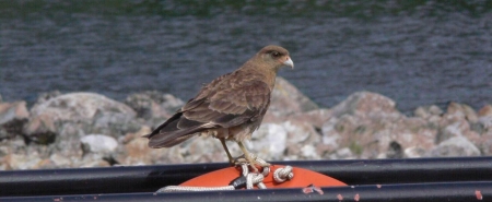10pata12wildlife022-crop 10pata12wildlife022-crop