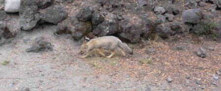 10pata12wildlife024-crop 10pata12wildlife024-crop